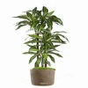 Dracaena Artificiel Fragrans 3 Troncs En Pot H 120 Cm Blanc-vert D 60cm - Choisi