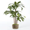 Dracaena Artificiel Fragrans 3 Troncs En Pot H 150 Cm Vert D 70 Cm - Choisissez -Jardinoux Soldes Magasin 63fa514108ba87.73740352
