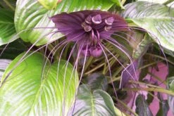 Kit De Culture - Fleur Chauve-souris - 10 Graines - Tacca Chantrieri -Jardinoux Soldes Magasin 64063aa2c74683.42165592