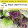 Kit De Culture - Fleur Chauve-souris - 10 Graines - Tacca Chantrieri 2 Kit De Culture - Fleur Chauve-souris - 10 Graines - Tacca Chantrieri -Jardinoux Soldes Magasin 64063aa2d1e7e6.10952167