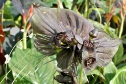 Kit De Culture - Fleur Chauve-souris - 10 Graines - Tacca Chantrieri -Jardinoux Soldes Magasin 64063aa2db9035.02599166