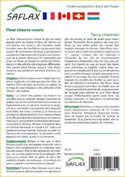 Kit De Culture - Fleur Chauve-souris - 10 Graines - Tacca Chantrieri -Jardinoux Soldes Magasin 64063aa2e09686.92559263