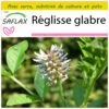Kit De Culture - Réglisse Glabre - 30 Graines - Glycyrrhiza Glabra -Jardinoux Soldes Magasin 64064109e77d20.99740012