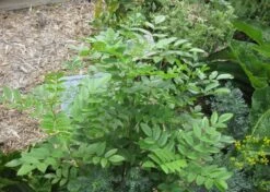 Kit De Culture - Réglisse Glabre - 30 Graines - Glycyrrhiza Glabra -Jardinoux Soldes Magasin 6406410a16bf83.47783647