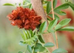 Kit De Culture - Réglisse Glabre - 30 Graines - Glycyrrhiza Glabra -Jardinoux Soldes Magasin 6406410a209c89.30083394