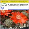 Kit De Culture - Cactus Nain Argentin - 40 Graines - Rebutia / Mix -Jardinoux Soldes Magasin 640641132ec8f0.32383726