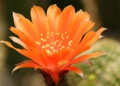 Kit De Culture - Cactus Nain Argentin - 40 Graines - Rebutia / Mix -Jardinoux Soldes Magasin 6406411334a385.82973600