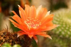Kit De Culture - Cactus Nain Argentin - 40 Graines - Rebutia / Mix -Jardinoux Soldes Magasin 640641133925d5.53399073