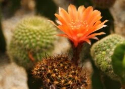 Kit De Culture - Cactus Nain Argentin - 40 Graines - Rebutia / Mix -Jardinoux Soldes Magasin 640641133d8f32.78608637