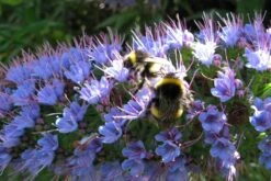 Kit De Culture - Vipérine De Madère - 100 Graines - Echium Fastuosa -Jardinoux Soldes Magasin 64064122857f33.93017870