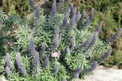 Kit De Culture - Vipérine De Madère - 100 Graines - Echium Fastuosa -Jardinoux Soldes Magasin 640641228ae338.50050916