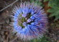 Kit De Culture - Vipérine De Madère - 100 Graines - Echium Fastuosa -Jardinoux Soldes Magasin 64064122aaf647.33991819