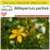 Kit De Culture - Millepertuis Perforé - 300 Graines - Hypericum Perforatum 1 Kit De Culture - Millepertuis Perforé - 300 Graines - Hypericum Perforatum -Jardinoux Soldes Magasin 64064130c6e4a7.60710338