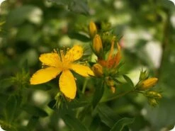 Kit De Culture - Millepertuis Perforé - 300 Graines - Hypericum Perforatum 9 Kit De Culture - Millepertuis Perforé - 300 Graines - Hypericum Perforatum -Jardinoux Soldes Magasin 64064130d076c2.07984889