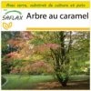 Kit De Culture - Arbre Au Caramel - 200 Graines - Cercidiphyllum Japonicum -Jardinoux Soldes Magasin 64064132ae18b7.00485429