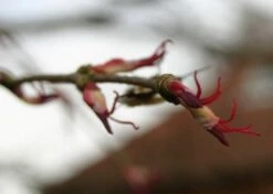 Kit De Culture - Arbre Au Caramel - 200 Graines - Cercidiphyllum Japonicum -Jardinoux Soldes Magasin 64064132b43652.18516611