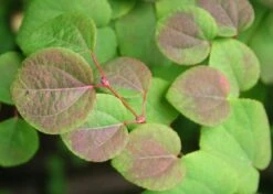 Kit De Culture - Arbre Au Caramel - 200 Graines - Cercidiphyllum Japonicum -Jardinoux Soldes Magasin 64064132b8b5b0.99715833