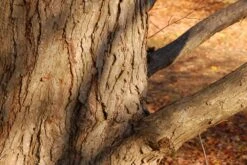 Kit De Culture - Arbre Au Caramel - 200 Graines - Cercidiphyllum Japonicum -Jardinoux Soldes Magasin 64064132bf1940.87270238