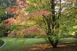 Kit De Culture - Arbre Au Caramel - 200 Graines - Cercidiphyllum Japonicum -Jardinoux Soldes Magasin 64064132c43808.73135697
