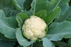 Kit De Culture - Bio - Chou-fleur - Boule De Neige - 70 Graines - Brassica Oleracea Var. Botrytis -Jardinoux Soldes Magasin 6406413d5b1b17.42762175