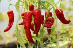 Kit De Culture - Bio - Piment - De Cayenne Long Slim - 10 Graines - Capsicum Annuum -Jardinoux Soldes Magasin 64064142b69022.82344798