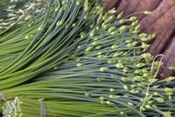 Kit De Culture - Bio - Ciboulette De Chine - 100 Graines - Allium Tuberosum -Jardinoux Soldes Magasin 6406414b167639.94224056