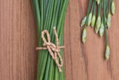 Kit De Culture - Bio - Ciboulette De Chine - 100 Graines - Allium Tuberosum -Jardinoux Soldes Magasin 6406414b24e430.90625062