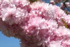 Kit De Culture - Cerisier Du Japon - 30 Graines - Prunus Serrulata 14 Kit De Culture - Cerisier Du Japon - 30 Graines - Prunus Serrulata -Jardinoux Soldes Magasin 640641574ab250.52700865