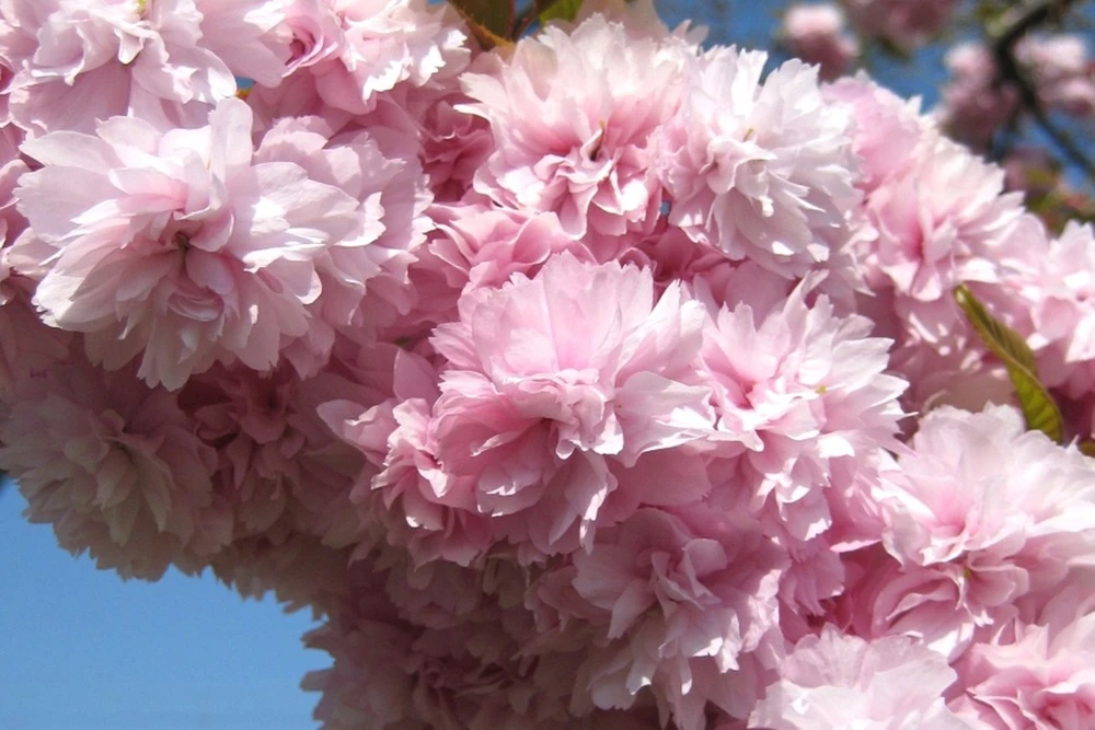 Kit De Culture - Cerisier Du Japon - 30 Graines - Prunus Serrulata 8 Kit De Culture - Cerisier Du Japon - 30 Graines - Prunus Serrulata – Image 6