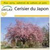Kit De Culture - Cerisier Du Japon - 30 Graines - Prunus Serrulata 1 Kit De Culture - Cerisier Du Japon - 30 Graines - Prunus Serrulata -Jardinoux Soldes Magasin 6406415750c553.15656168