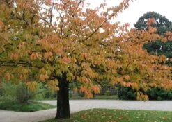 Kit De Culture - Cerisier Du Japon - 30 Graines - Prunus Serrulata 15 Kit De Culture - Cerisier Du Japon - 30 Graines - Prunus Serrulata -Jardinoux Soldes Magasin 640641575b4f81.13640687