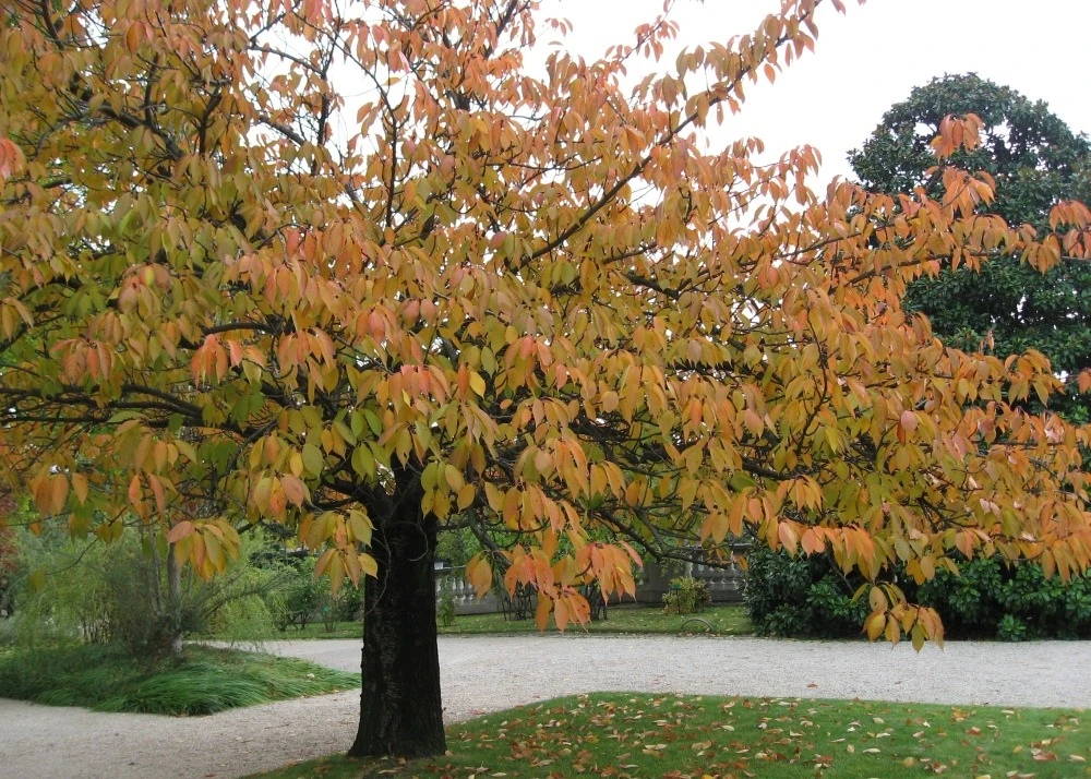 Kit De Culture - Cerisier Du Japon - 30 Graines - Prunus Serrulata 9 Kit De Culture - Cerisier Du Japon - 30 Graines - Prunus Serrulata – Image 7