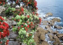 Kit De Culture - L'arbre De Noël De Nouvelle-zélande - 300 Graines - Metrosideros Excelsa -Jardinoux Soldes Magasin 6406415d283a93.44057268