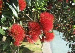 Kit De Culture - L'arbre De Noël De Nouvelle-zélande - 300 Graines - Metrosideros Excelsa -Jardinoux Soldes Magasin 6406415d3520e7.73193790