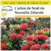 Kit De Culture - L'arbre De Noël De Nouvelle-zélande - 300 Graines - Metrosideros Excelsa -Jardinoux Soldes Magasin 6406415d3a1517.81048877