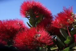 Kit De Culture - L'arbre De Noël De Nouvelle-zélande - 300 Graines - Metrosideros Excelsa -Jardinoux Soldes Magasin 6406415d3f3842.61166487