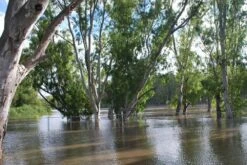 Kit De Culture - Gommier Des Rivières - 200 Graines - Eucalyptus Camaldulensis 15 Kit De Culture - Gommier Des Rivières - 200 Graines - Eucalyptus Camaldulensis -Jardinoux Soldes Magasin 64064161619477.71494550