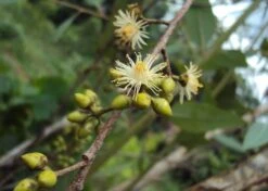 Kit De Culture - Gommier Des Rivières - 200 Graines - Eucalyptus Camaldulensis 12 Kit De Culture - Gommier Des Rivières - 200 Graines - Eucalyptus Camaldulensis -Jardinoux Soldes Magasin 640641616b73c7.64330813