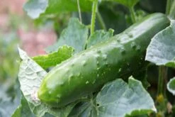 Kit De Culture - Bio - Concombre - Marketmore - 20 Graines - Cucumis Sativus 15 Kit De Culture - Bio - Concombre - Marketmore - 20 Graines - Cucumis Sativus -Jardinoux Soldes Magasin 64064169648772.30261151