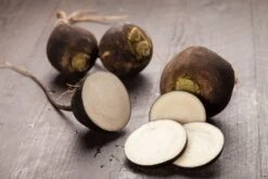 Kit De Culture - Bio - Radis - Noir - 100 Graines - Raphanus Sativus -Jardinoux Soldes Magasin 64064173d81689.02005216