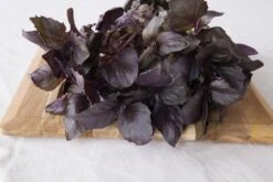 Kit De Culture - Bio - Basilic - Pourpre - 400 Graines - Ocimum Basilicum 13 Kit De Culture - Bio - Basilic - Pourpre - 400 Graines - Ocimum Basilicum -Jardinoux Soldes Magasin 6406417786e992.51293442