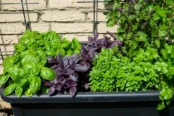 Kit De Culture - Bio - Basilic - Pourpre - 400 Graines - Ocimum Basilicum 15 Kit De Culture - Bio - Basilic - Pourpre - 400 Graines - Ocimum Basilicum -Jardinoux Soldes Magasin 64064177a2a743.82127774