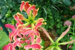 Kit De Culture - Lis De Malabar - 15 Graines - Gloriosa Rothschildiana -Jardinoux Soldes Magasin 640641793eacd3.10311548