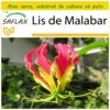 Kit De Culture - Lis De Malabar - 15 Graines - Gloriosa Rothschildiana 2 Kit De Culture - Lis De Malabar - 15 Graines - Gloriosa Rothschildiana -Jardinoux Soldes Magasin 64064179434a71.50888916
