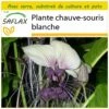 Kit De Culture - Plante Chauve-souris Blanche - 10 Graines - Tacca Integrifolia 1 Kit De Culture - Plante Chauve-souris Blanche - 10 Graines - Tacca Integrifolia -Jardinoux Soldes Magasin 6406417d5a68f8.54747402