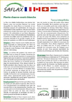 Kit De Culture - Plante Chauve-souris Blanche - 10 Graines - Tacca Integrifolia -Jardinoux Soldes Magasin 6406417d60c3a0.37345696