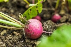 Kit De Culture - Bio - Radis - Cherry Bell - 100 Graines - Raphanus Sativus -Jardinoux Soldes Magasin 640641a6420921.87770760