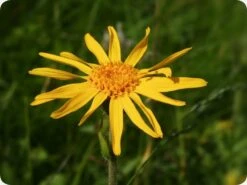 Kit De Culture - Arnica Des Montagnes - 40 Graines - Arnica Montana 9 Kit De Culture - Arnica Des Montagnes - 40 Graines - Arnica Montana -Jardinoux Soldes Magasin 640641a8f3e957.44733188