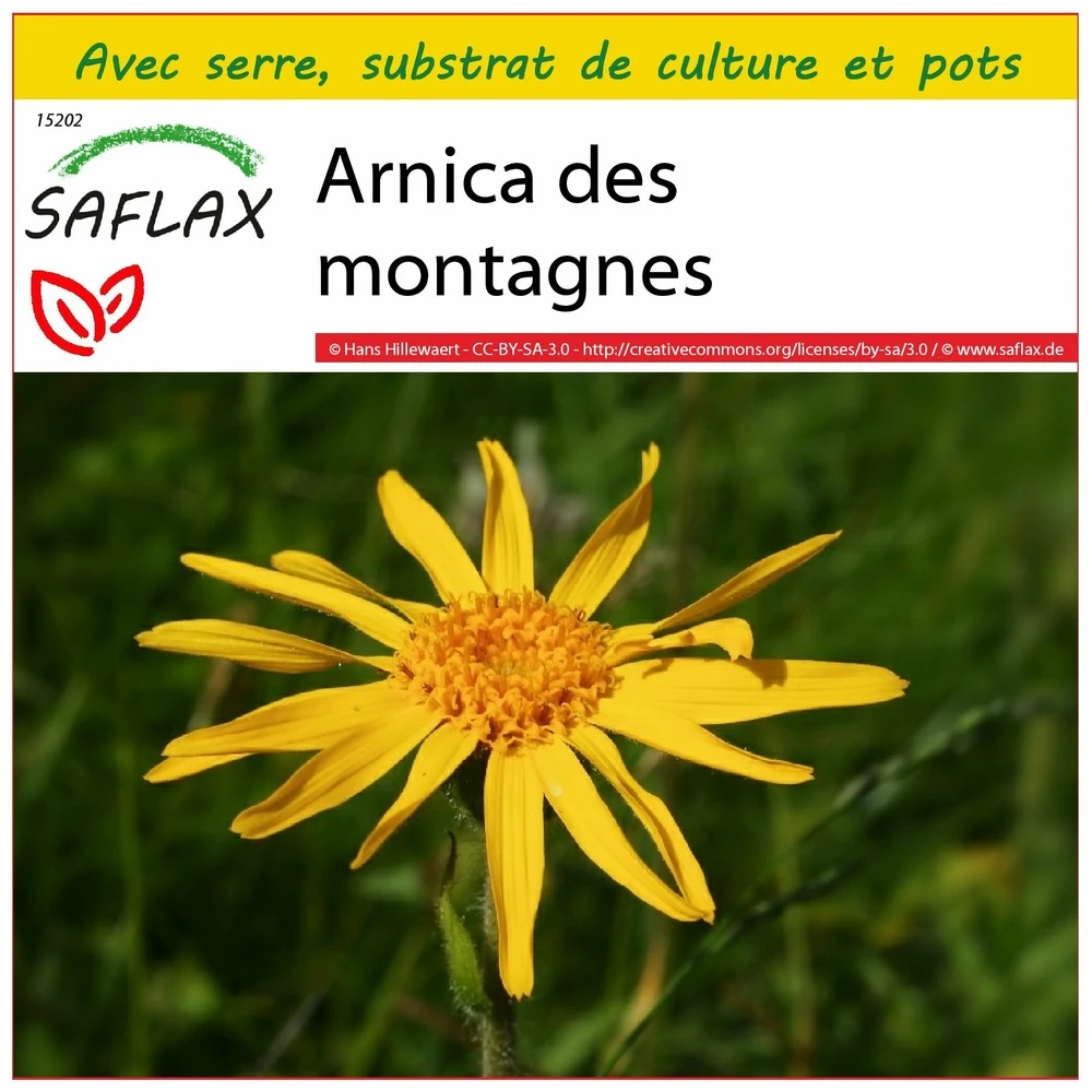 Kit De Culture - Arnica Des Montagnes - 40 Graines - Arnica Montana 3 Kit De Culture - Arnica Des Montagnes - 40 Graines - Arnica Montana