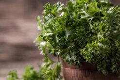 Kit De Culture - Bio - Persil Frisé - 800 Graines - Petroselinum Crispum -Jardinoux Soldes Magasin 640641ae84ab86.75027248